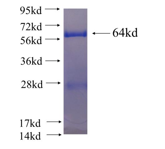 Recombinant human FAAH SDS-PAGE