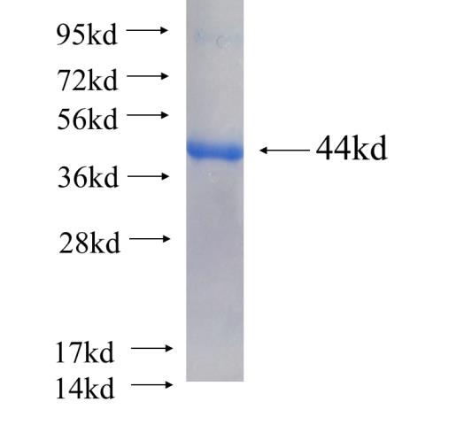 Recombinant human ZNF410 SDS-PAGE