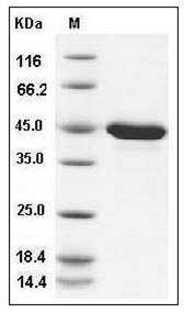 Mouse PPM1A / PP2CA / PP2C-alpha Protein (His Tag) SDS-PAGE