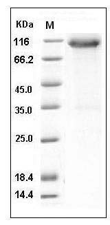 Mouse FGFR3 / CD333 Protein (His & Fc Tag) SDS-PAGE