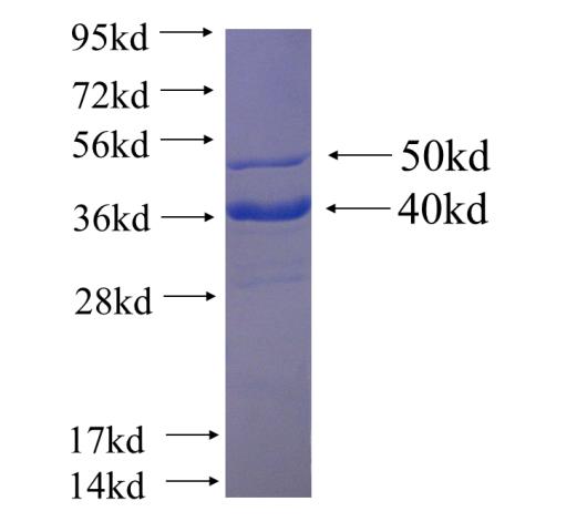 Recombinant human TFAM SDS-PAGE