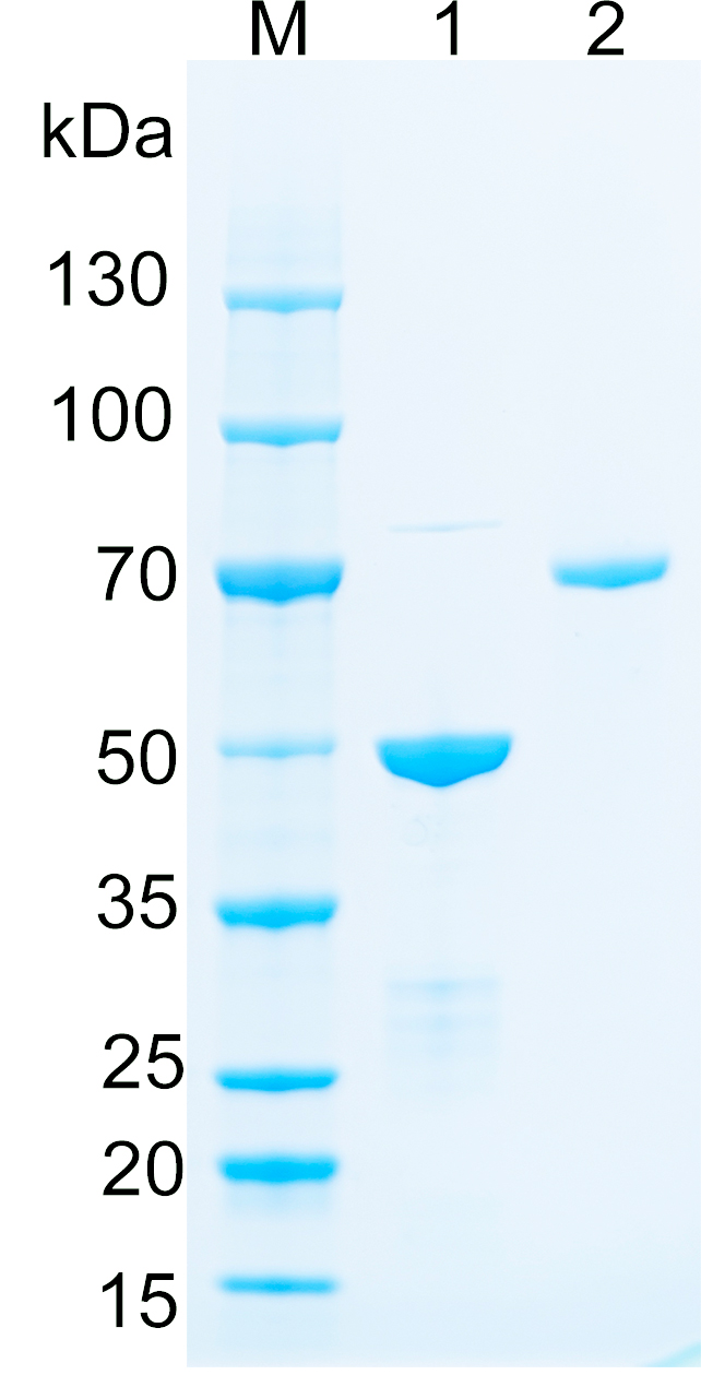 Recombinant human TCF3 SDS-PAGE