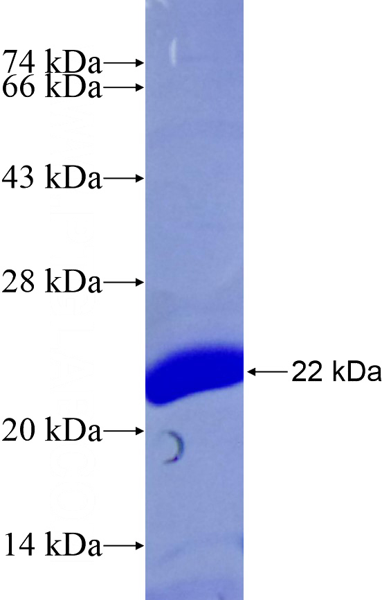 Recombinant Human TCF4 SDS-PAGE