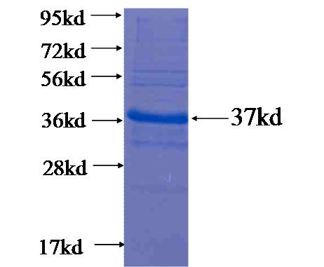 Recombinant human OIT3 SDS-PAGE