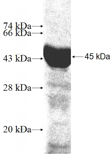 Recombinant Human BACE2 SDS-PAGE
