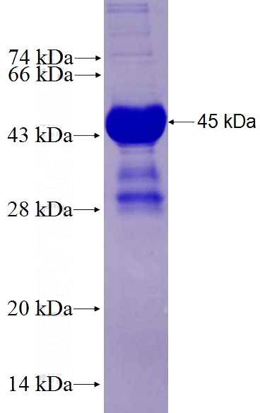 Recombinant Human PEAR1 SDS-PAGE