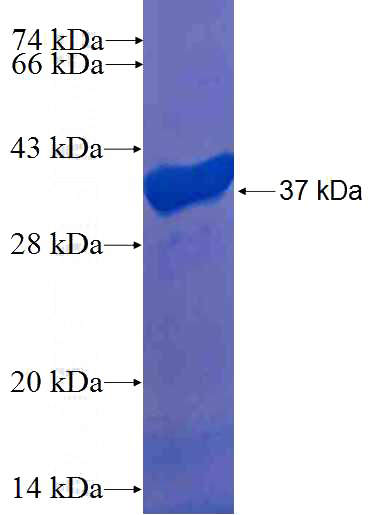 Recombinant Human STX12 SDS-PAGE