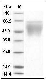 Mouse CD86/B7-2 (His Tag) recombinant protein