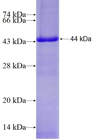 Recombinant Human CUL1 SDS-PAGE