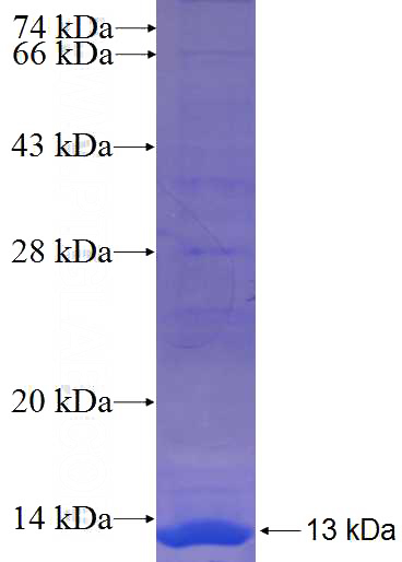 Recombinant Human SEC14L4 SDS-PAGE