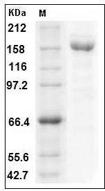 Human A2M / CPAMD5 / Alpha-2-macroglobulin Protein (His Tag) SDS-PAGE