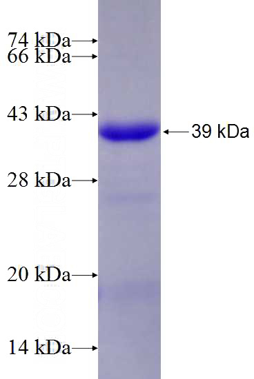 Recombinant Human TSGA14 SDS-PAGE