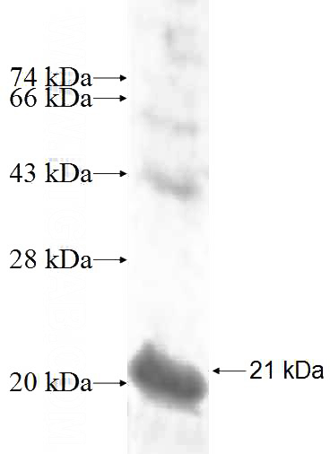 Recombinant Human UFSP1 SDS-PAGE