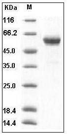 Human BMPRIA / ALK-3 / CD292 Protein (His & Fc Tag) SDS-PAGE