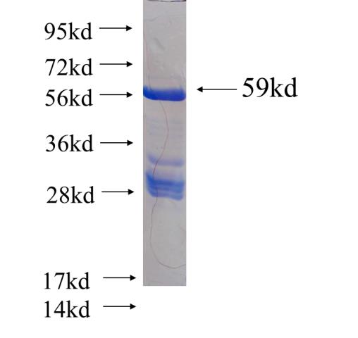 Recombinant human ZO1 SDS-PAGE