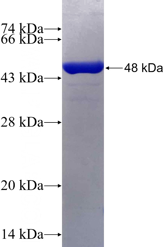 Recombinant Human GSTM3 SDS-PAGE