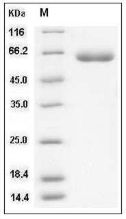 Human LBP / Lipopolysaccharide binding Protein (His Tag) SDS-PAGE