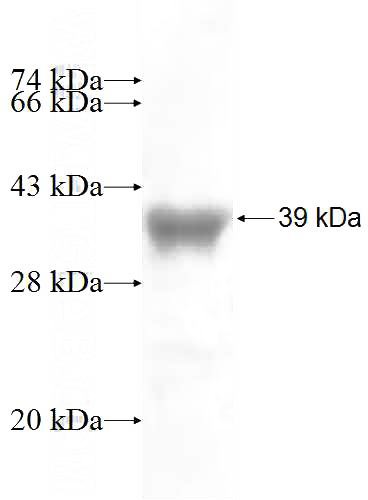 Recombinant Human SH3GL3 SDS-PAGE