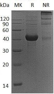 Mouse Acvr1b/Alk4 (Fc tag) recombinant protein