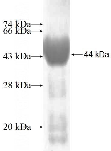 Recombinant Human PCDHB12 SDS-PAGE