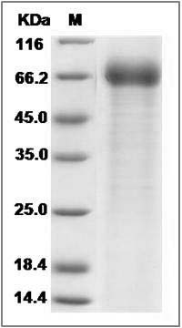 Cynomolgus ART4 Protein (Fc Tag) SDS-PAGE