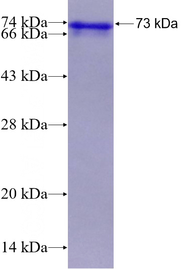 Recombinant Human TEKT4 SDS-PAGE