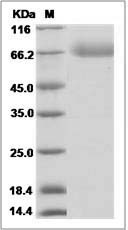 Rat PRL8A4 Protein (His Tag)