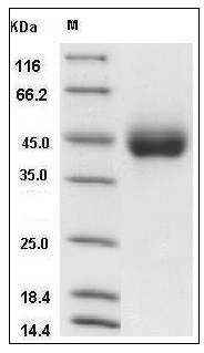 Human KIR2DL3 / CD158B2 / NKAT-2 Protein (His Tag) SDS-PAGE