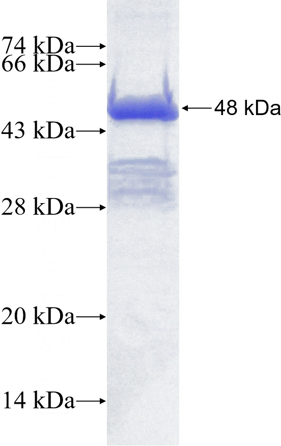 Recombinant Human ADRP SDS-PAGE