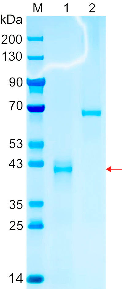 Recombinant DFFB protein (His tag) SDS-PAGE
