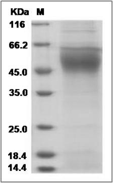 FLT1 protein SDS-PAGE