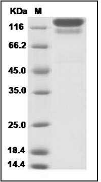 Human FAS / CD95 / APO-1 / TNFRSF6 Protein (Fc Tag) SDS-PAGE