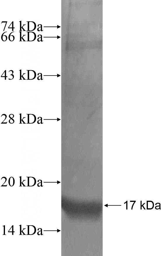 Recombinant Human PIM3 SDS-PAGE
