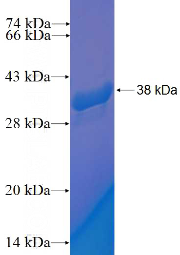 Recombinant Human TCEAL7 SDS-PAGE