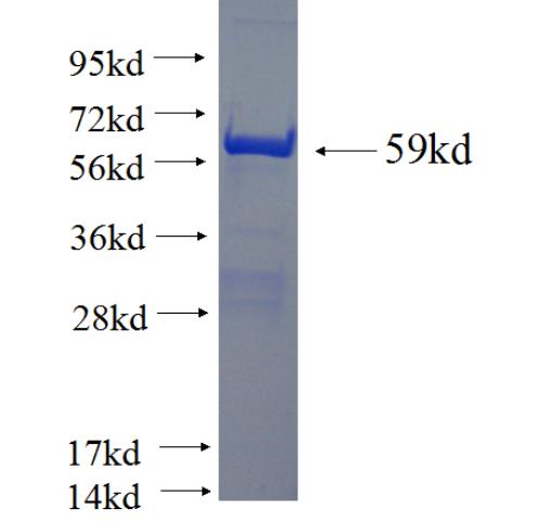 Recombinant human MIB1 SDS-PAGE