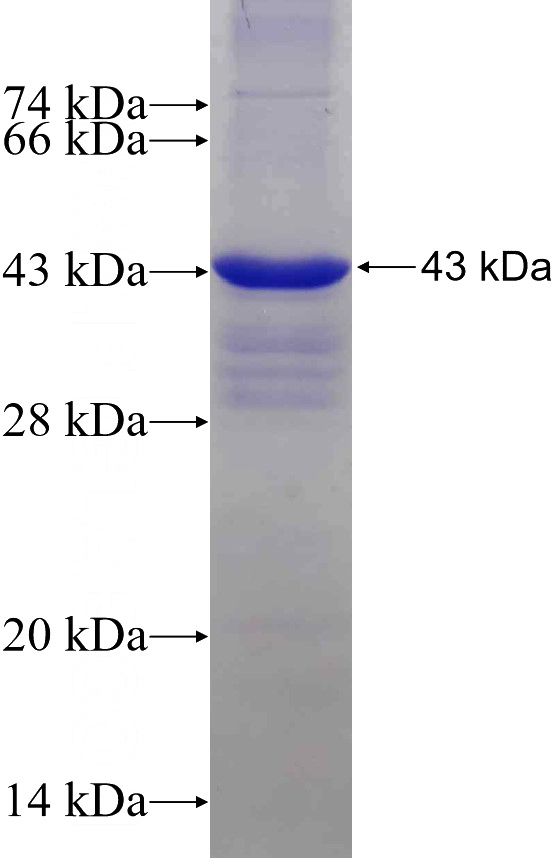 Recombinant Human MBNL1 SDS-PAGE