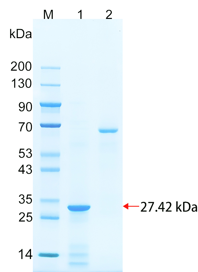 Recombinant ALKB5 protein SDS-PAGE