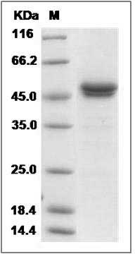 Cynomolgus IFNA2 / Interferon alpha 2 Protein (Fc Tag) SDS-PAGE