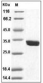 Human CDK2 / p33 Protein (His Tag) SDS-PAGE
