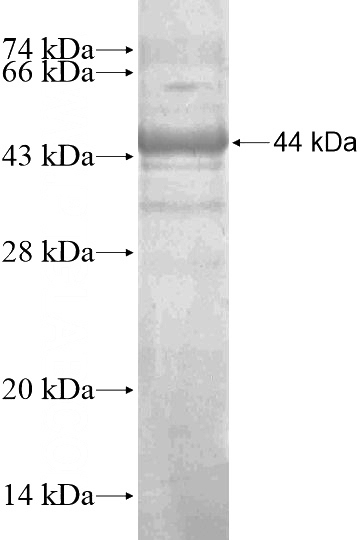 Recombinant Human ARSI SDS-PAGE