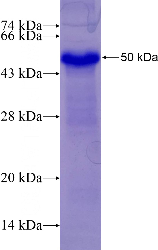 Recombinant Human Beclin 1 SDS-PAGE