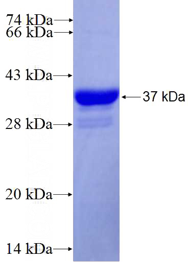 Recombinant Human WNT3A SDS-PAGE