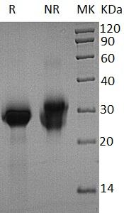Human CD40/TNFRSF5 (His tag) recombinant protein
