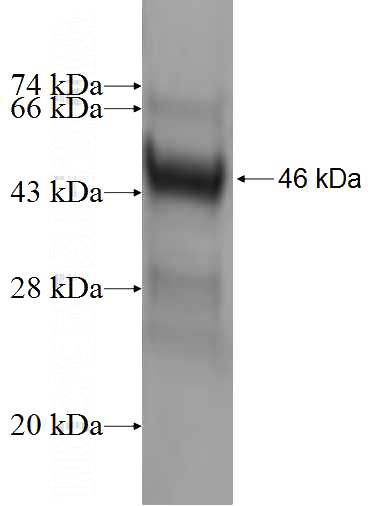 Recombinant Human HINT3 SDS-PAGE