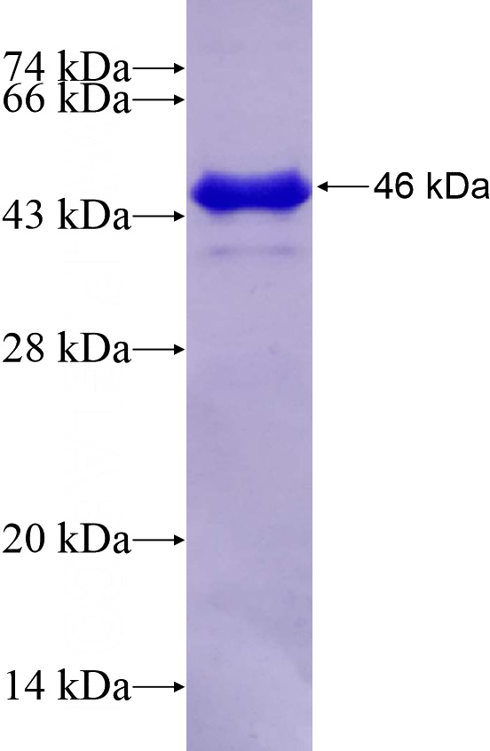Recombinant Human POLR3D SDS-PAGE