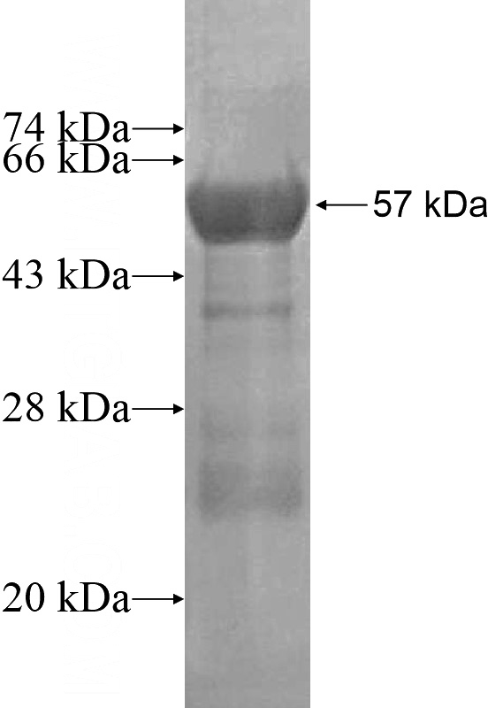 Recombinant Human CREB3L3 SDS-PAGE