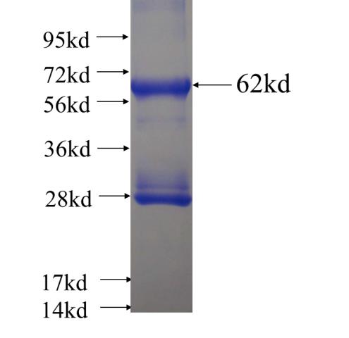 Recombinant human POLR3F SDS-PAGE