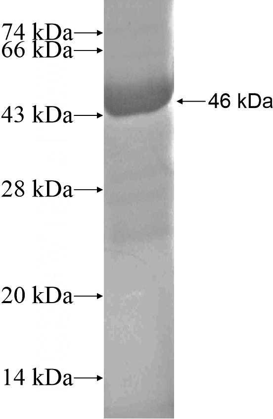 Recombinant Human PRODH SDS-PAGE