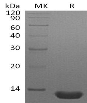 Human CCL3/G0S19-1/MIP1A/SCYA3 recombinant protein