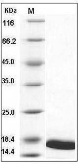 Mouse TNF-alpha / TNFA Protein SDS-PAGE
